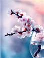 拈花一笑广场舞完整版